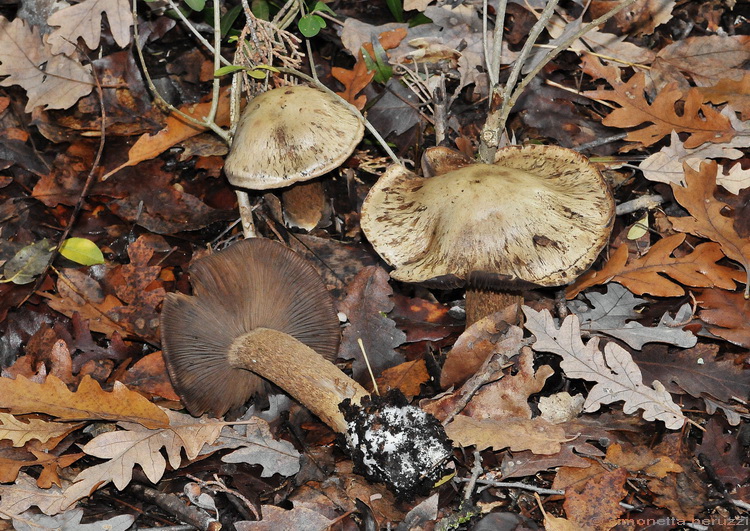 Escursione del tardo autunno nelle colline chiantigiane